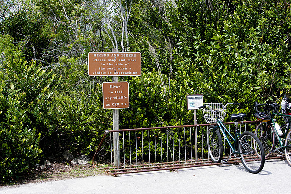 84673_ZV4N_1474_Everglades_Shark_Valley_FL_USA