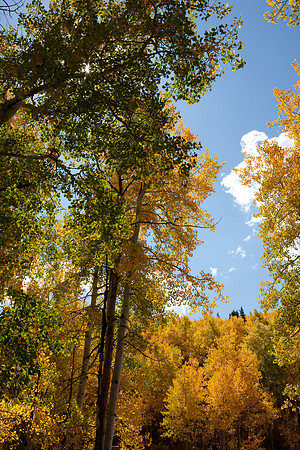 20080829_DVD15_DG_USA_Aspen_2153_full_blead