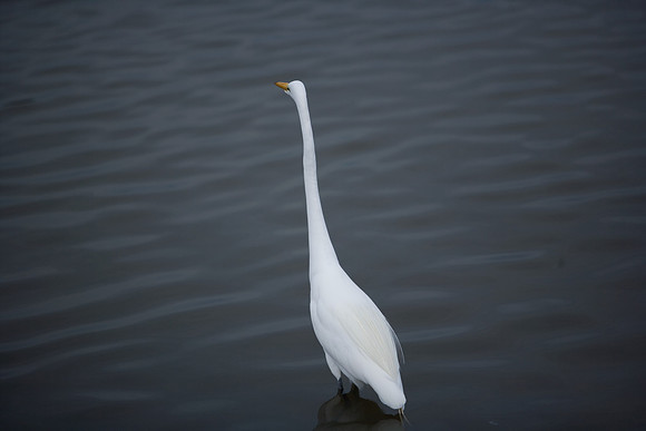 85545_ZV4N_7124_Miami_To_Sanibel_Island_FL