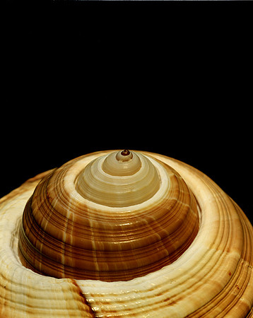 42465_Shells_C_Vertical