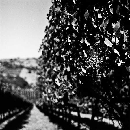 6039_FM_BW_NAPA_AND_PACIFIC_CA_05_10.jpg