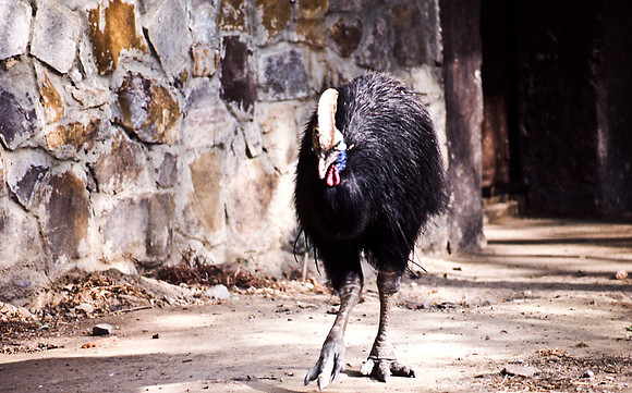 47304_SL_COLOR_INDIA_1987_15