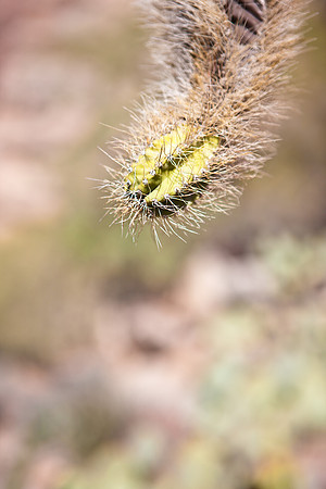 0031_La_Arizona_5L8Y5323