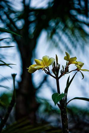 85548_ZV4N_7558-347_Miami_To_Sanibel_Island_FL_USA_Sanibel_FL_USA