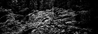 7575_FM_BW_CA_RED_WOODS_01_4.jpg