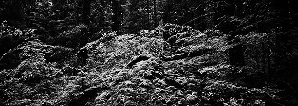 7575_FM_BW_CA_RED_WOODS_01_4.jpg
