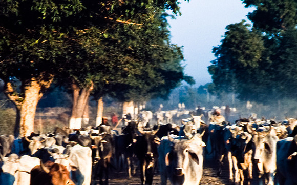 47300_SL_COLOR_INDIA_1987_8