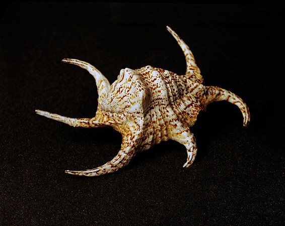 42470_A_Shells_
