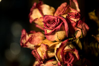 20140722_Roses_Dry_Studio_Shots_CG3P0278