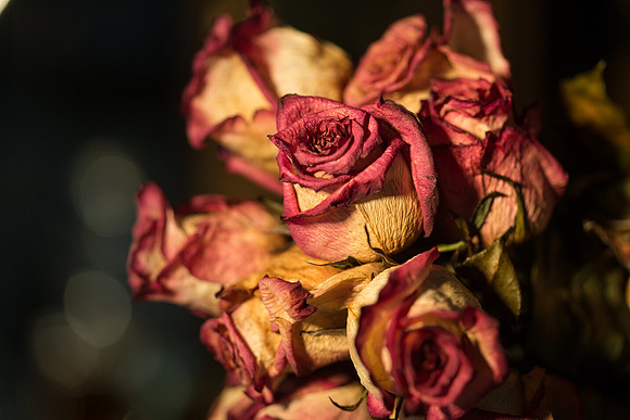 20140722_Roses_Dry_Studio_Shots_CG3P0278