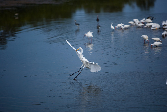 85540_ZV4N7065_Miami_To_Sanibel_Island_FL_Sanibel_FL_USA