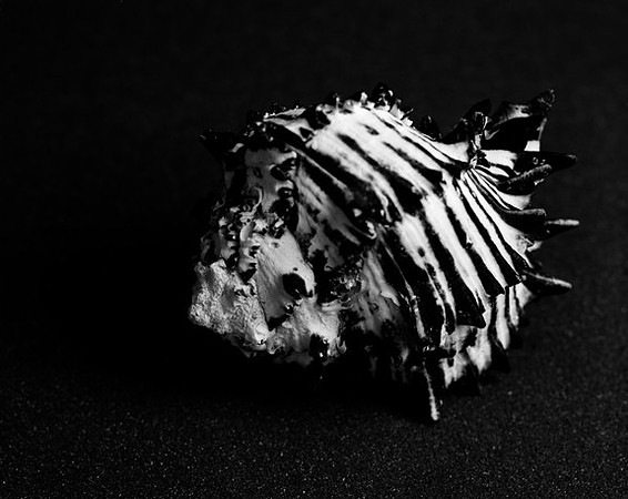 42455_Black_Murex_Shells_A