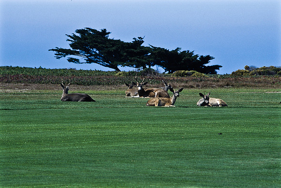 47938_B17_SL_COLOR_17M_DRIVE_CA_97_ CARMEL_CA_97_18.jpg
