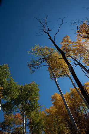 20080829_DVD15_DG_USA_Aspen_2111_full_blead