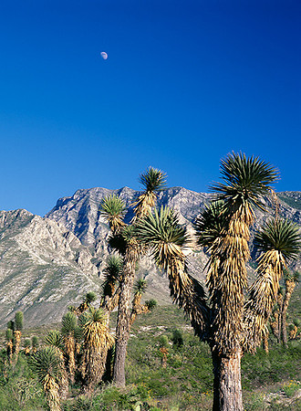 4000_20080719_ADS_Mexican_Landscape_Mexico_207