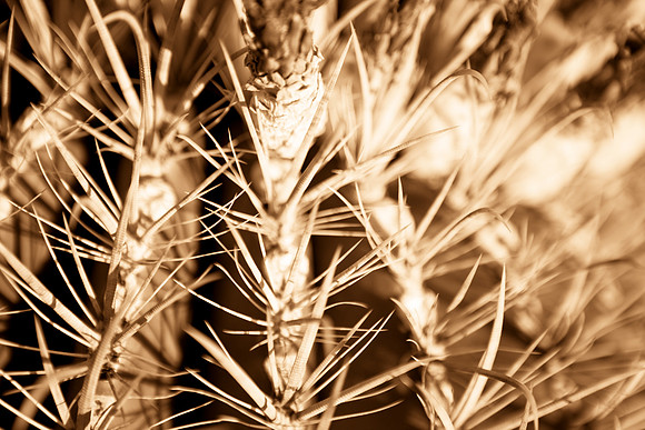 0031_La_Arizona_5L8Y5114-2