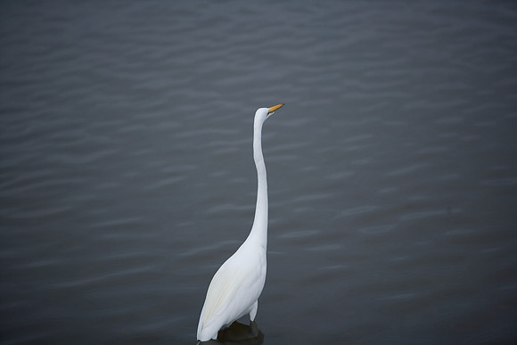 85545_ZV4N_7127_Miami_To_Sanibel_Island_FL
