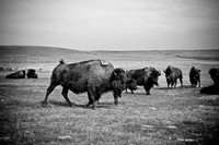 0044_North_Dacota_Fargo_to_South_Rapid_City_TO_CHEYENNE_5L8Y4168