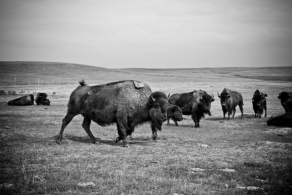 0044_North_Dacota_Fargo_to_South_Rapid_City_TO_CHEYENNE_5L8Y4168