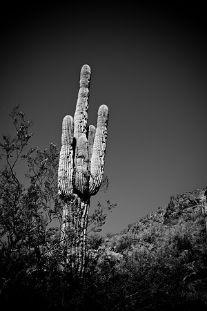 0031_La_Arizona_5L8Y5435