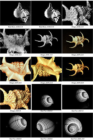 Shells_Contact_Sheet_02