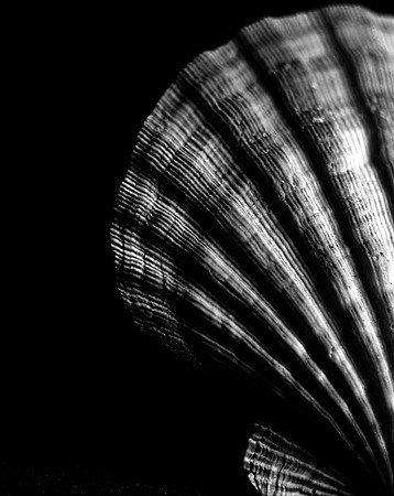 42453_A_Lion_Paw_Shells_