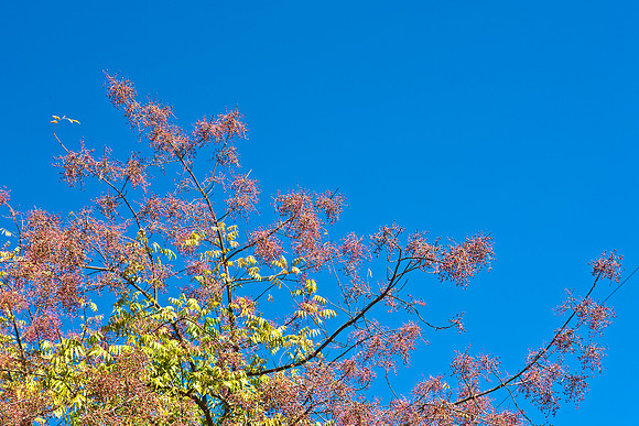 0024_DG_Yountvile_Napa_CA_USA_20095L8Y0085