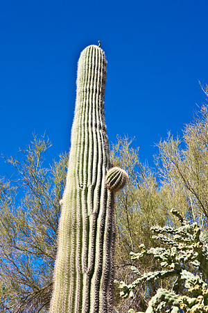0031_La_Arizona_5L8Y5360