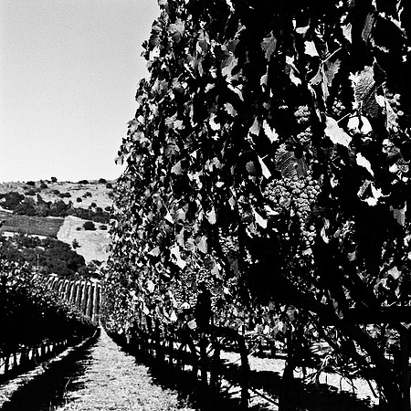 6039_FM_BW_NAPA_AND_PACIFIC_CA_05_11.jpg
