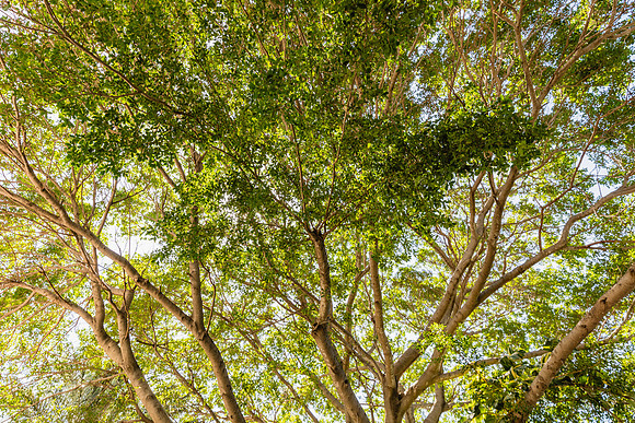 20160711_Key_West_075A0178