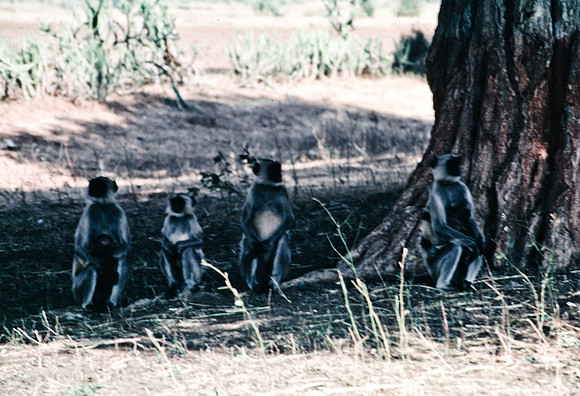 47283_SL_COLOR_INDIA_1987_12