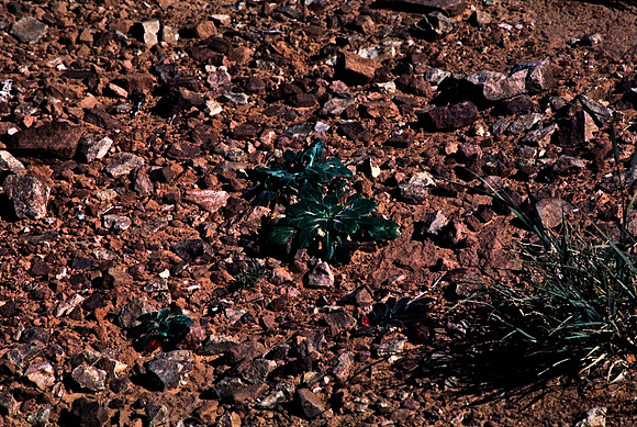 06780_B10_SL_COLOR_MOAB_UT_97_14.jpg