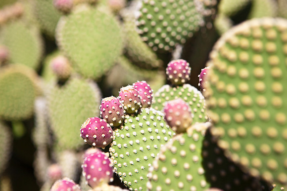 0031_La_Arizona_5L8Y5256