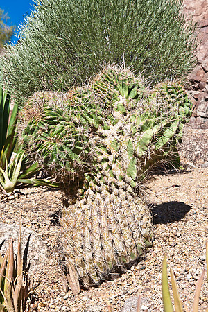 0031_La_Arizona_5L8Y5210