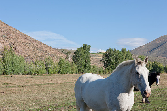 0021_Wyonming_To_Ketchem_Sun_Valley_ID_5L8Y8032