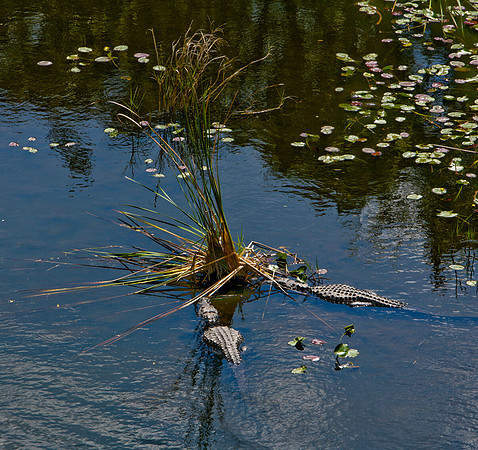 84673_ZV4N_1455_Everglades_Shark_Valley_FL_USA