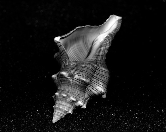 42433_Shells_C