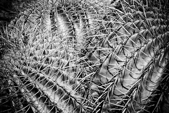 0031_DG_Cactus_Scottsdale_AZ_USA_2009_5L8Y5235
