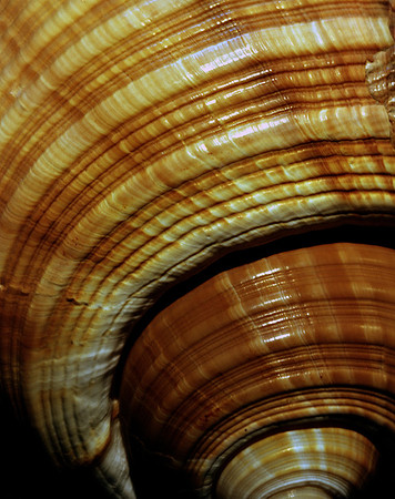 42463_Shells_A