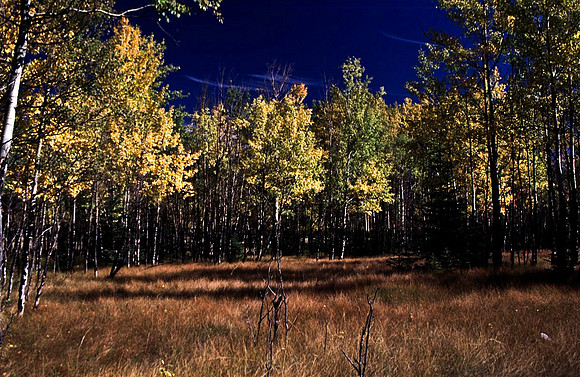 06825_B19_SL_COLOR_BISON_NAT_PARK_LAKE_LOUIS_VILLAGE_WS_97_14.jpg