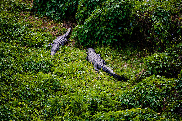 84673_ZV4N_1447_Everglades_Shark_Valley_FL_USA