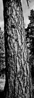 7575_FM_BW_CA_RED_WOODS_01_9.jpg