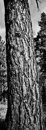 7575_FM_BW_CA_RED_WOODS_01_9.jpg