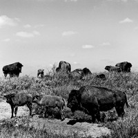 2453_B4P2_BW_SQ_KANSAS_02_5.jpg