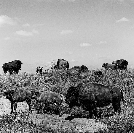 2453_B4P2_BW_SQ_KANSAS_02_5.jpg