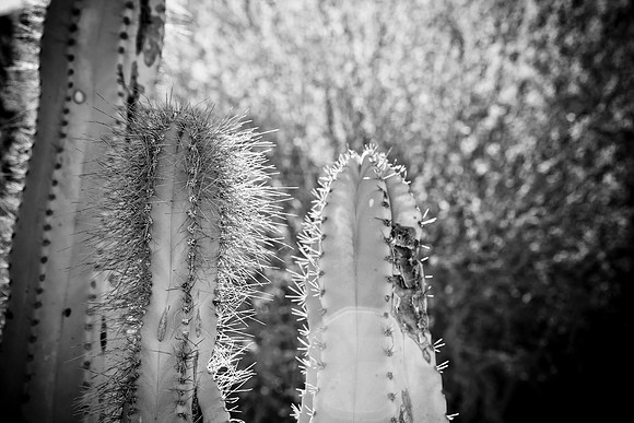 0031_La_Arizona_5L8Y5531