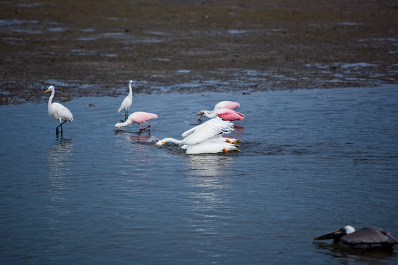 85540_ZV4N7072_Miami_To_Sanibel_Island_FL_Sanibel_FL_USA