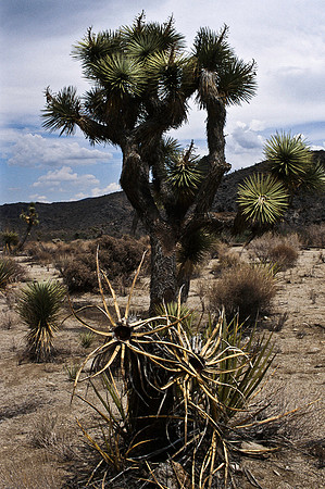 47912_B17_SL_COLOR_JOSHUA TREE_CA_97_22.jpg