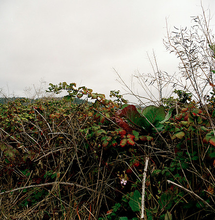 6043_COLOR_SQ_MANDACINO_HEADLANDS_SP_CALFORNIA_05_8.jpg