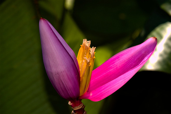 84775_DSC_0108_Fairchild_Garden_Miami_FL_USA